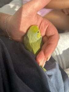 blue parrotlet for sale