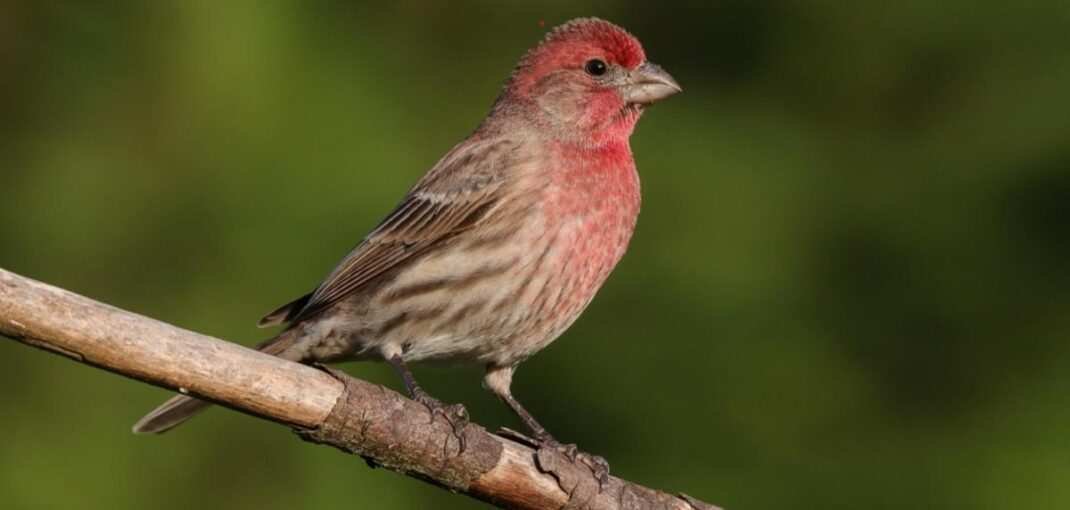 red headed finch