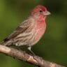 red headed finch