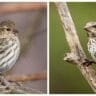 pine siskin vs house finch