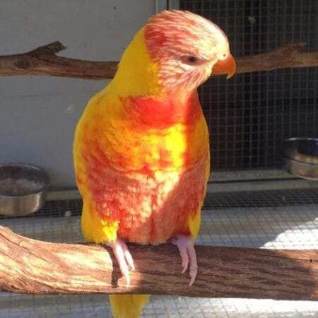 Lutino Rainbow Lorikeets for Sale