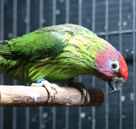 Lorikeets For Sale