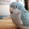 blue quaker parrot
