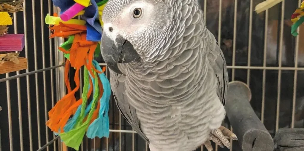 african grey parrot price