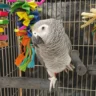 african grey parrot price