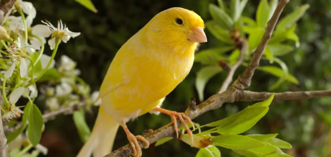 canary lifespan