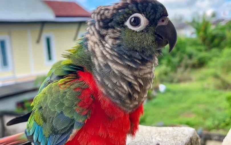 crimson bellied conure
