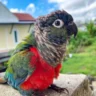 crimson bellied conure