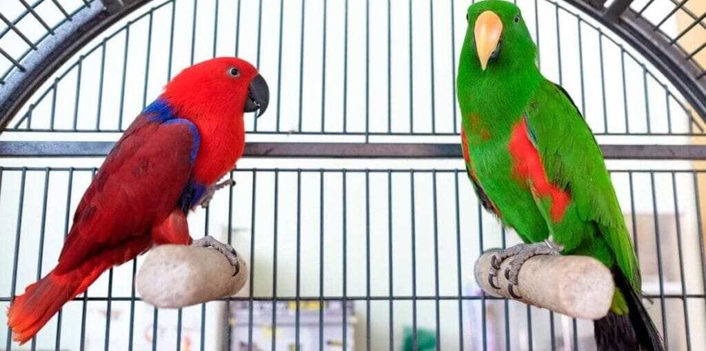eclectus parrot price