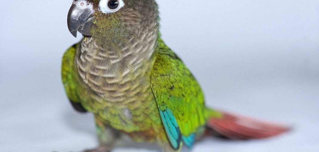 green cheek conure lifespan