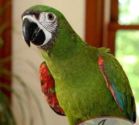 macaws for adoption