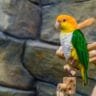 Caique Parrot Personality