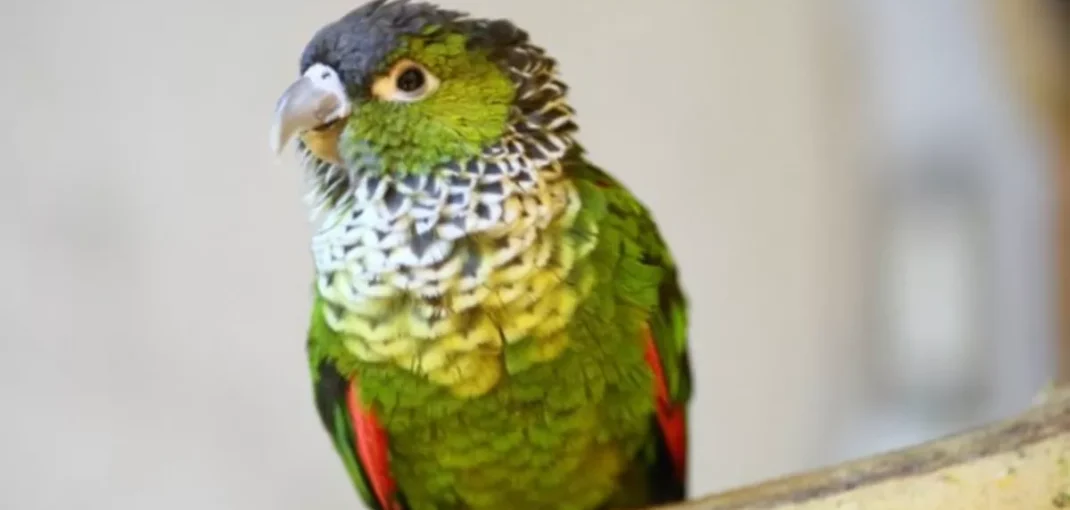 black capped conure