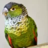 black capped conure