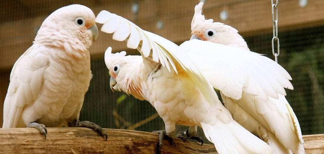 types of Cockatoo