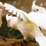 types of Cockatoo