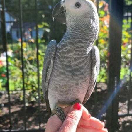 baby african grey parrot for sale