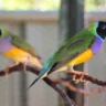 lady gouldian finch