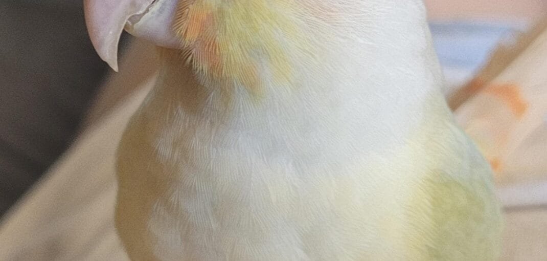 moon cheek conure