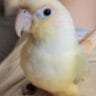 moon cheek conure