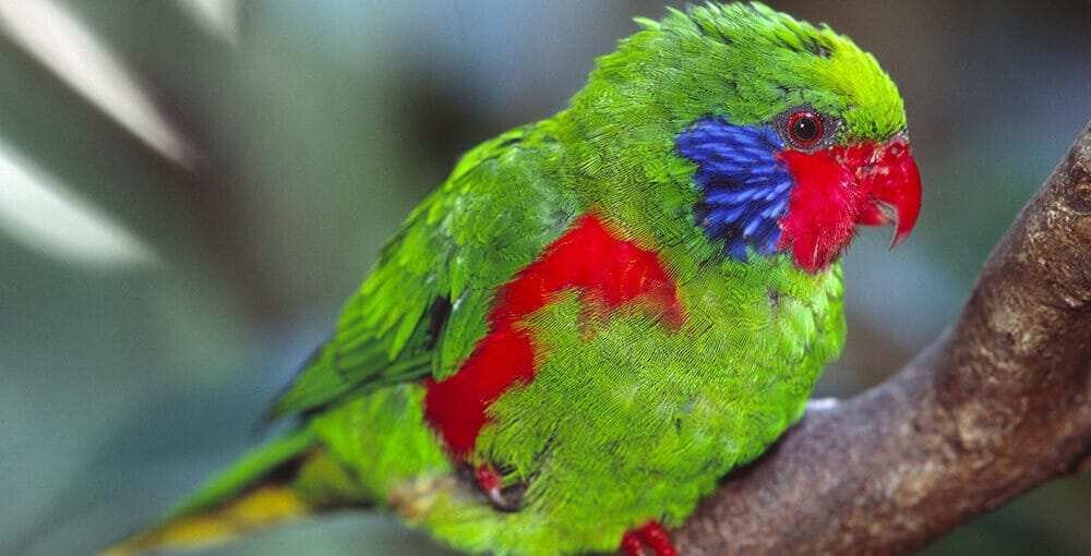 Lories and Lorikeets