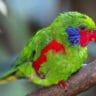 Lories and Lorikeets
