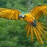macaw parrot price