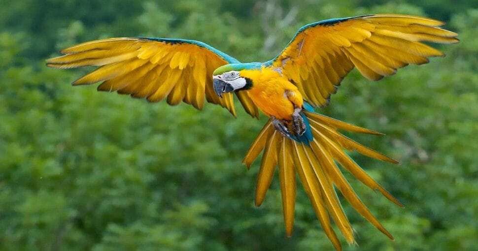 macaw parrot price