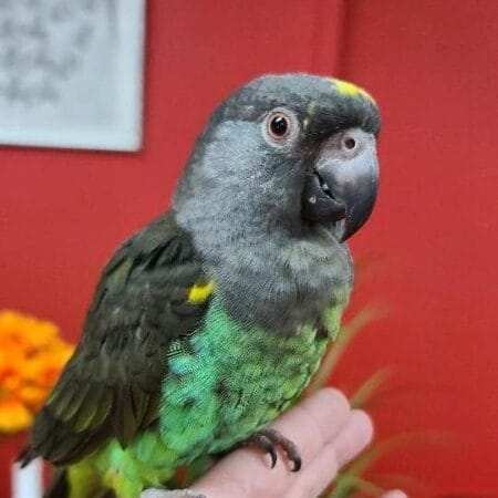 Meyer's Parrot For Sale, Baby Parrots For Sale