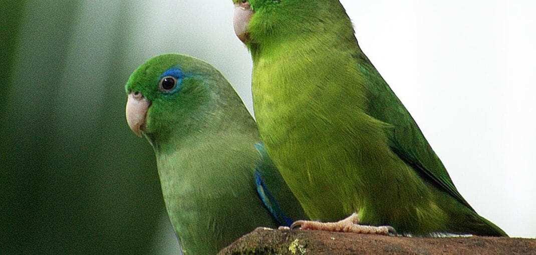 small parrots
