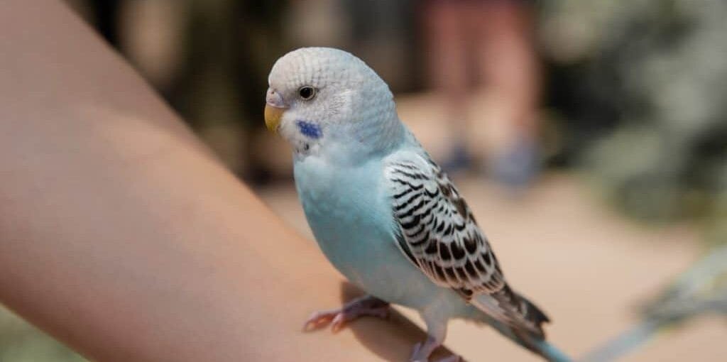budgie lifespan