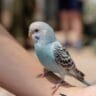 budgie lifespan