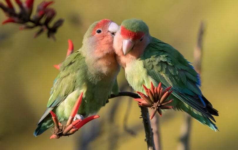 how long do lovebirds live