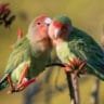 how long do lovebirds live