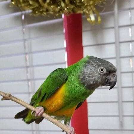 Senegal Parrot For Sale