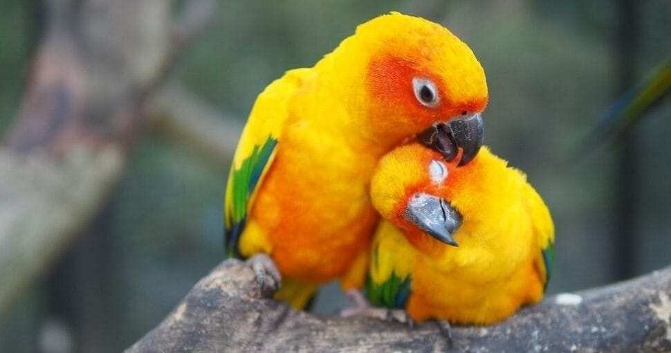 sun conure price, Pet Birds For Sale