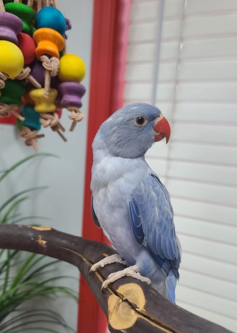 Indian Ringneck For Sale