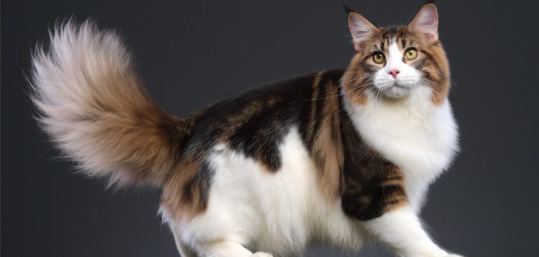 maine coon kittens for sale ohio