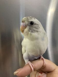 budgerigar for sale near me​