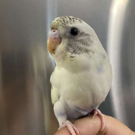 budgerigar for sale near me​