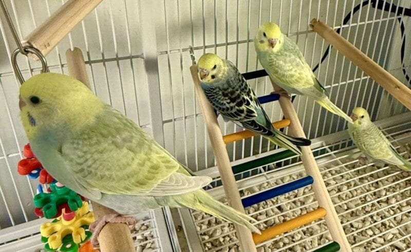 budgerigar for sale​