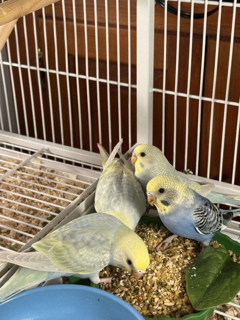 budgerigar for sale​