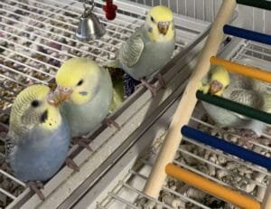 budgerigar for sale​