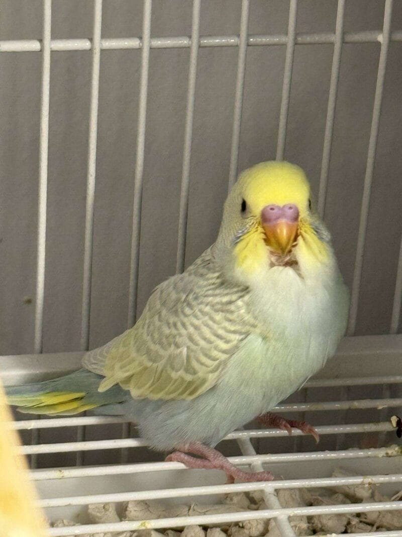 budgerigar for sale​