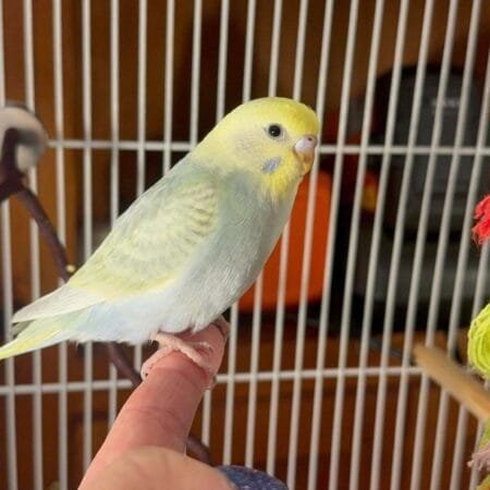 budgerigar for sale​