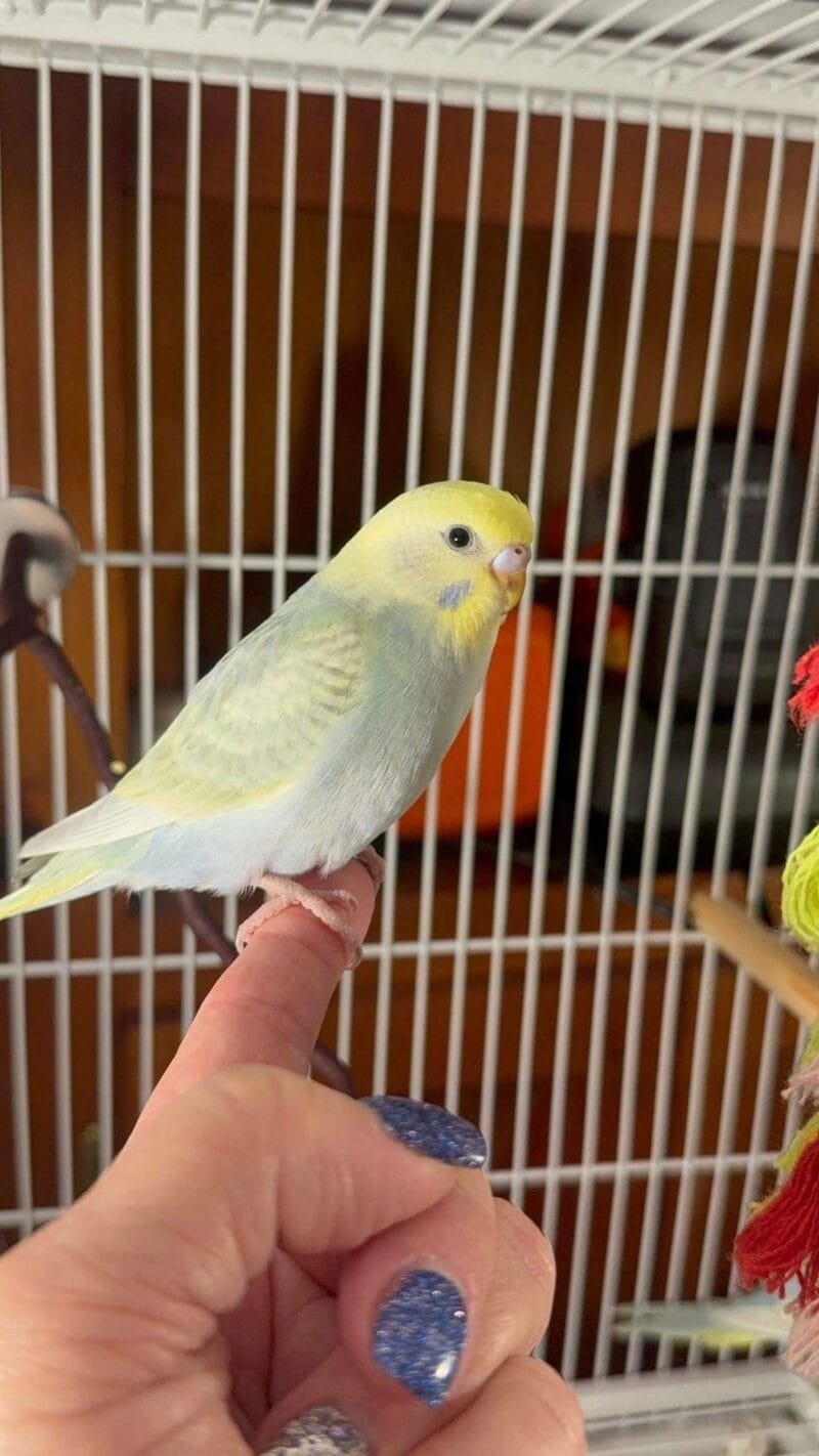 budgerigar for sale​