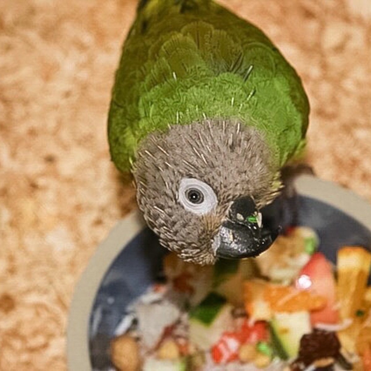Green Cheeked Conure
